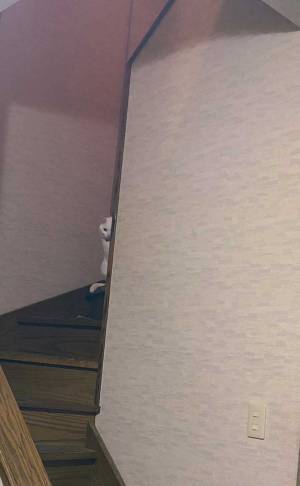 突き刺さるような視線を感じ…　２枚の写真に「これは笑う」「抜かりない」