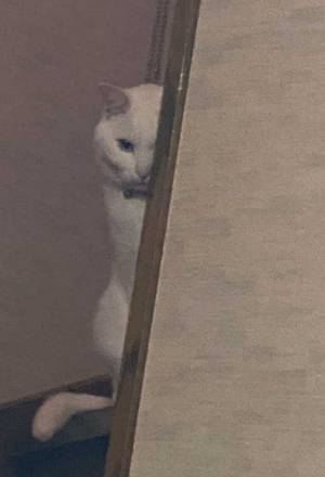 突き刺さるような視線を感じ…　２枚の写真に「これは笑う」「抜かりない」