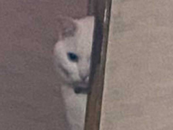 突き刺さるような視線を感じ…　２枚の写真に「これは笑う」「抜かりない」