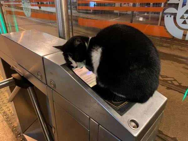 『交通規制』がかかった改札　その理由に「許すしかない」「笑った」