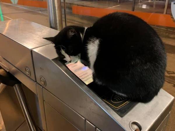 『交通規制』がかかった改札　その理由に「許すしかない」「笑った」