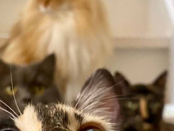 ６匹の猫が階段にいるところを撮ろうとしたら…　１匹が「近すぎる！」