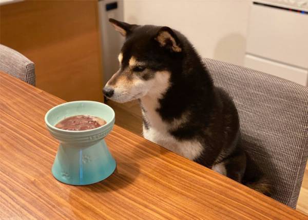 「ねぇねぇまだなの？」　おしるこを楽しみにしていた犬に差し出すと「吹いた」