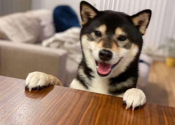 「ねぇねぇまだなの？」　おしるこを楽しみにしていた犬に差し出すと「吹いた」