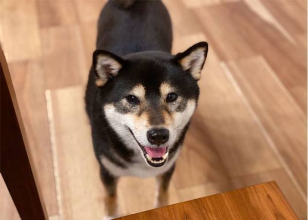 「ねぇねぇまだなの？」　おしるこを楽しみにしていた犬に差し出すと「吹いた」