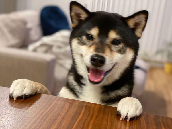 「ねぇねぇまだなの？」　おしるこを楽しみにしていた犬に差し出すと「吹いた」