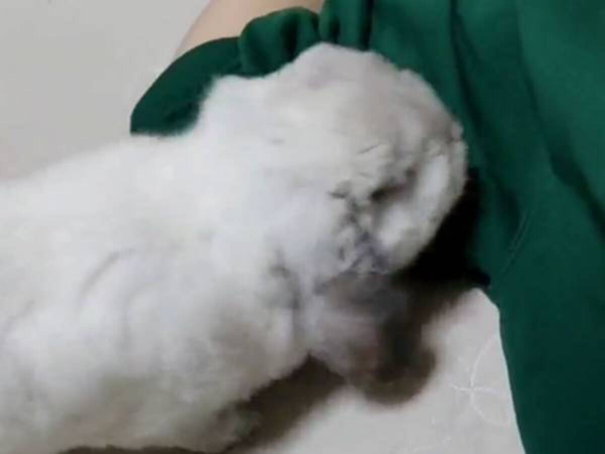 飼い主が寝っ転がると ペットのウサギの行動に胸キュンが止まらない 22年1月29日 ウーマンエキサイト 1 2 飼い主が寝っ転がると ペットのウサギの行動に胸キュンが止まらない 22年1月29日 ウーマンエキサイト 1 2