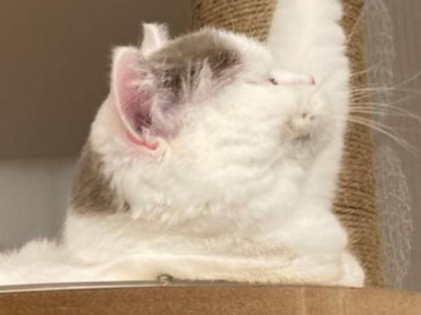 「生１つ！」　仕事帰りのサラリーマンに見える、子猫がコチラです