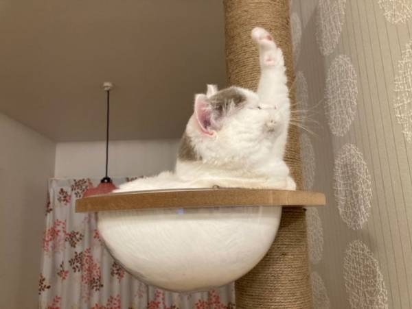 「生１つ！」　仕事帰りのサラリーマンに見える、子猫がコチラです