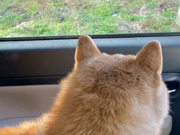 あと少しで桃太郎の世界観！　柴犬が見つめていた先にいたのは？