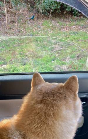 あと少しで桃太郎の世界観！　柴犬が見つめていた先にいたのは？