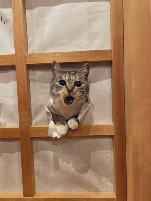 やっちまったな…！　お猫様の躊躇ない振る舞いに「爆笑した」「元気が出る」