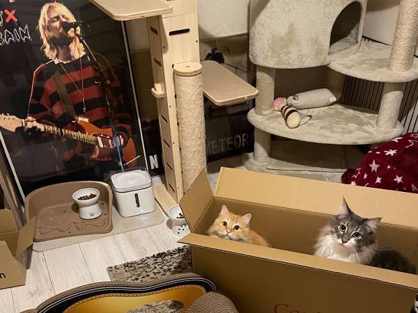 飼い主「誕生日プレゼントはそっちでいいんだな？」　猫の行動に笑ってしまう人が続出