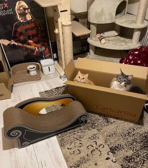 飼い主「誕生日プレゼントはそっちでいいんだな？」　猫の行動に笑ってしまう人が続出