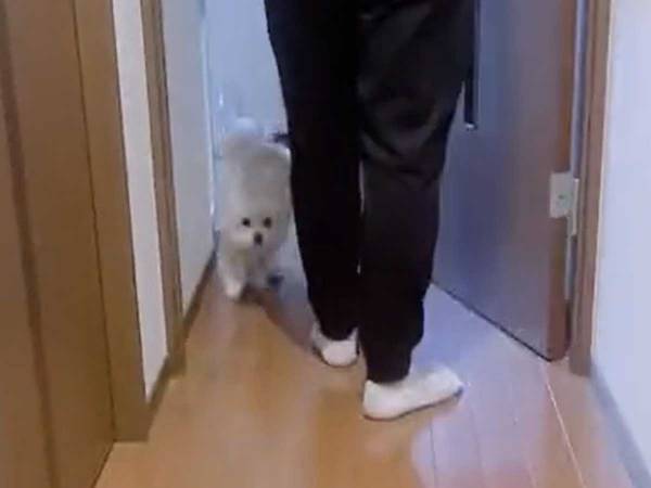 犬の『露骨な対応』に爆笑　２６秒の動画に「切ない…！」「何度も見ちゃう」