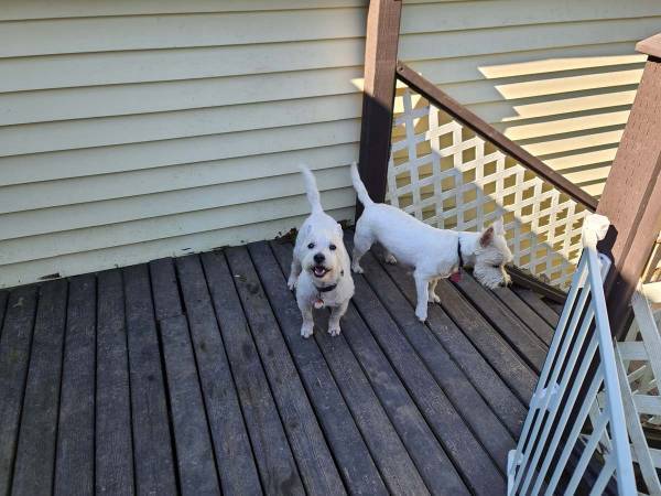 玄関先で愛犬たちと過ごしていたら　突然、男性を襲った恐怖の瞬間がこちら