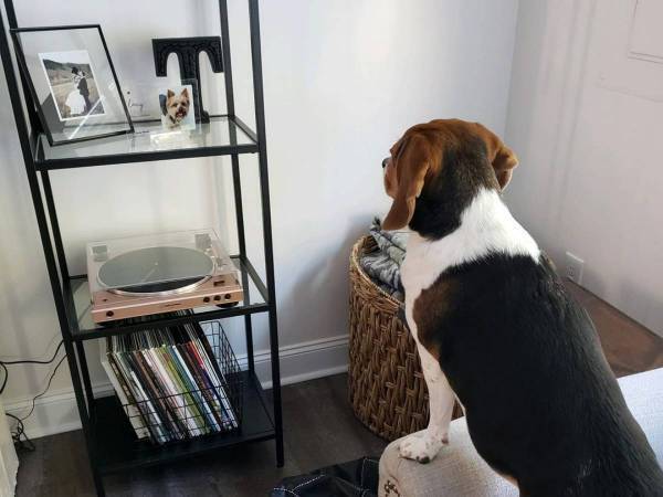 「悲しいけど、感動した」　旅立った犬の写真を飾ったら、仲良しの犬が？