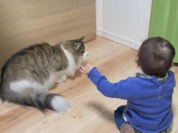 赤ちゃんを弟と思っている猫　遊ぶ姿は、兄そのもの！