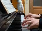 ピアノを演奏する飼い主　そこに、楽譜をじっと見つめるオウムがやってきて…？