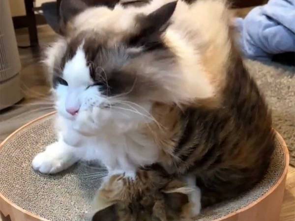 グルーミングを全力で拒否する猫　たった５秒の動画に大反響！