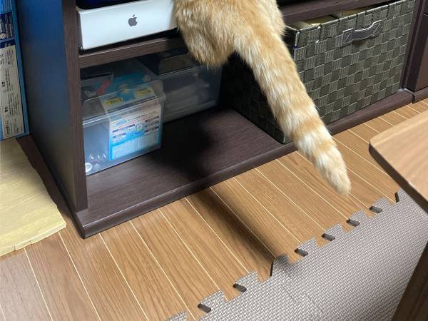 飼い主「それはさすがに無理だと思う」　猫の姿に「じわじわくる」「うちの子もやる」