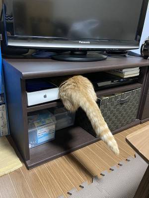 飼い主「それはさすがに無理だと思う」　猫の姿に「じわじわくる」「うちの子もやる」