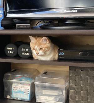 飼い主「それはさすがに無理だと思う」　猫の姿に「じわじわくる」「うちの子もやる」