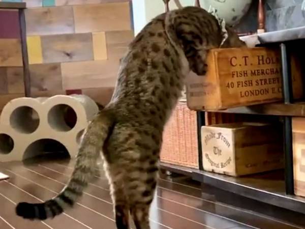 「反射神経が素晴らしい」「動揺を隠しきれてない」　犯行現場を目撃された猫が？