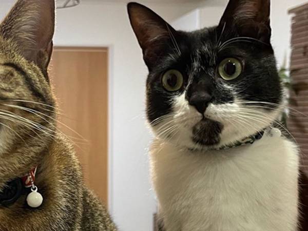 「なんということニャ！」　兄が見せた姿に、弟の猫がビックリ！