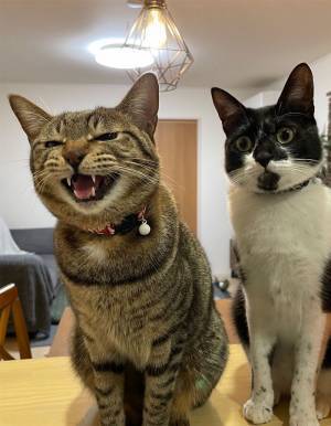 「なんということニャ！」　兄が見せた姿に、弟の猫がビックリ！