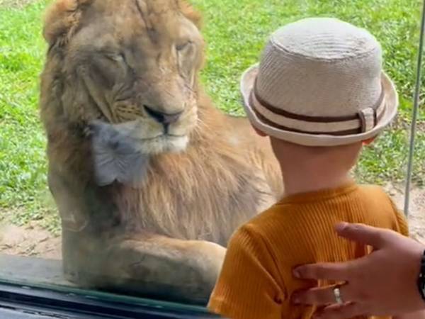 子供を前に、目をしょぼつかせていたライオン　しかし次の瞬間？