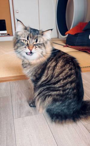 猫がニヤリ…　個性的なスマイルショットにときめく