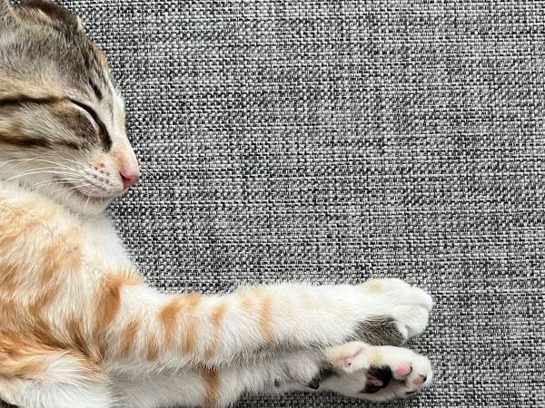 猫の奇跡の寝相　「完璧」「世界一かわいい」