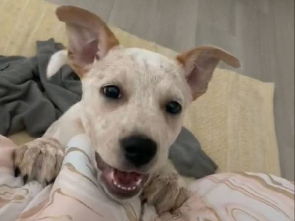 耳が聞こえない子犬が『吠える』と？　「とっても上手」「かわいすぎる」