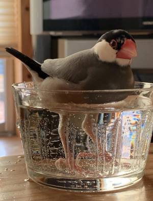 飼い主「困りますお客様！！」　必死に止めた理由に「二度見した」「笑うわ」