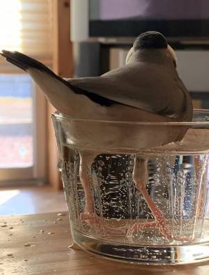 飼い主「困りますお客様！！」　必死に止めた理由に「二度見した」「笑うわ」