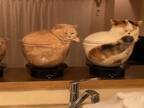 「めっちゃシュール」　飼い主が洗い物をしているキッチンで回転する猫たち