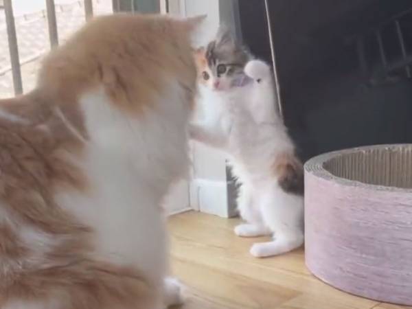 子猫が先輩猫に「やーっ！」　直後の展開に「容赦ない」の声