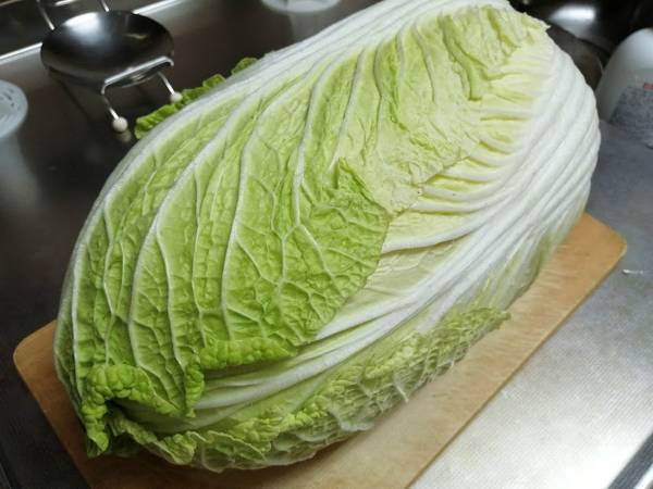 カットされた白菜の選び方　実は『中の葉の色』で見分けがついて？
