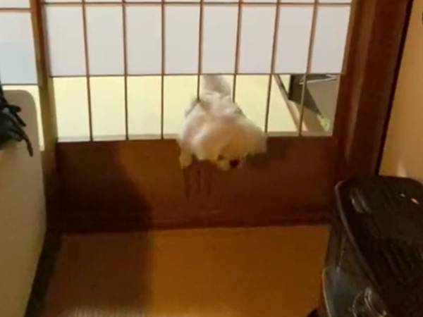 障子から抜けなくなり、体の成長を悟った子犬が？　「表情が最高」「爆笑した」