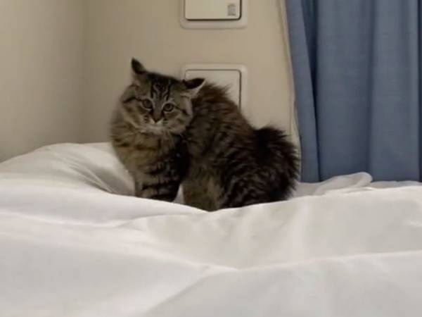 「笑いすぎてお腹が痛い」「元気が出る」　猫の威嚇に、驚くどころか…？