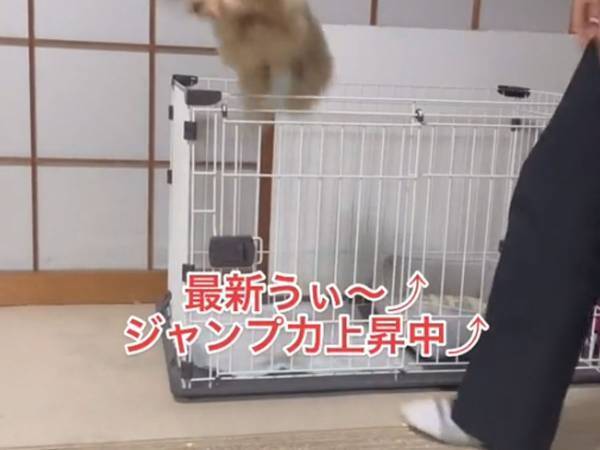 ケージに入ったトイプードル　その後の行動に「何回でも見ていられる」