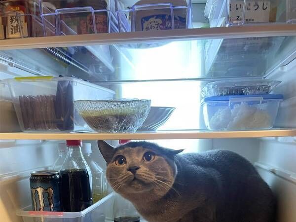 冷蔵庫を開けると「あら～かわいい」　夕食準備が進まない理由は？