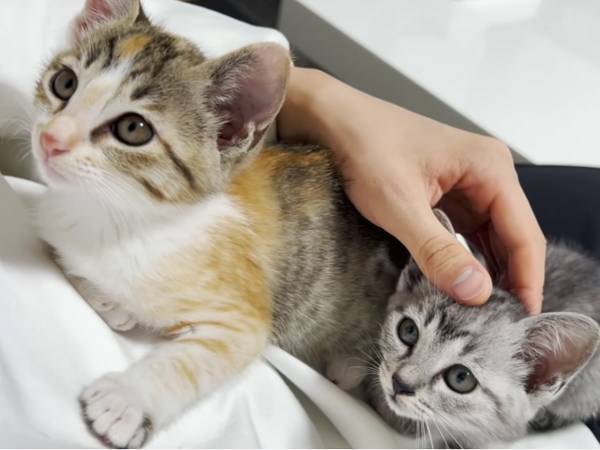 撫でられる姿を見て嫉妬した子猫　とった行動に「うらやまけしからん」「ウッッ」