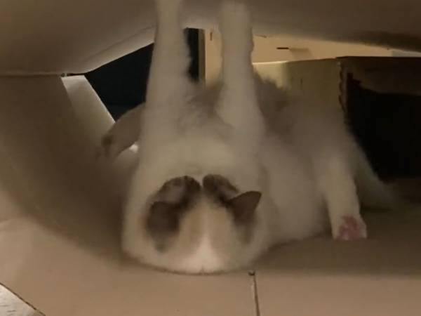 「ハッ…！」　段ボールで遊んでいた猫　最後の表情が１００点満点