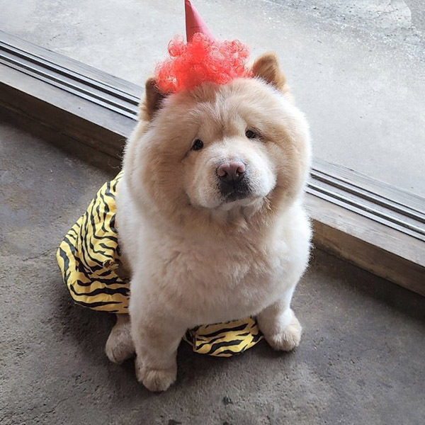 そんな顔しないで…！　なんともいえない犬の表情に「じわじわくる」「笑った」