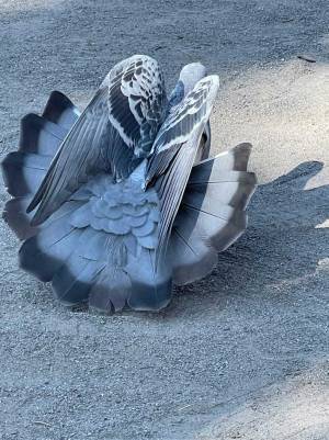 『カラスにビビったハト』をとらえた写真が話題に　「美しい」「こうなるのか」