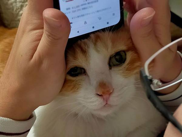 「僕を見て！」控えめにアピールする猫がかわいすぎる