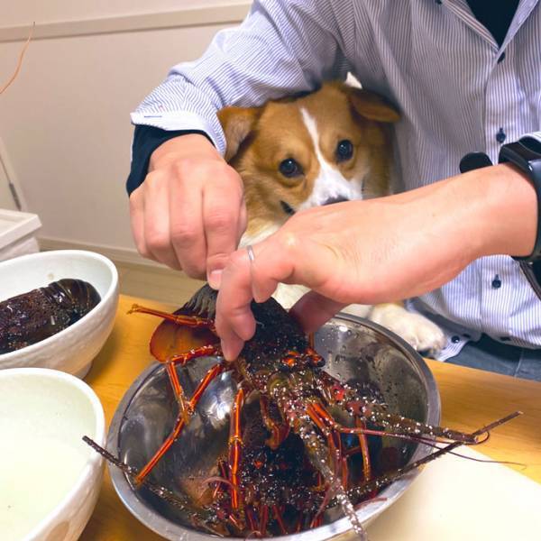 「爆笑しました」「破壊力がヤバい」　伊勢海老を見たコーギーの表情に腹筋崩壊