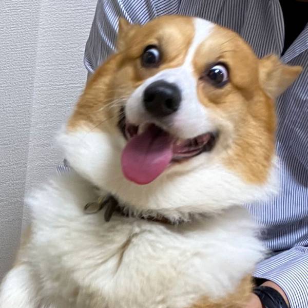 「爆笑しました」「破壊力がヤバい」　伊勢海老を見たコーギーの表情に腹筋崩壊